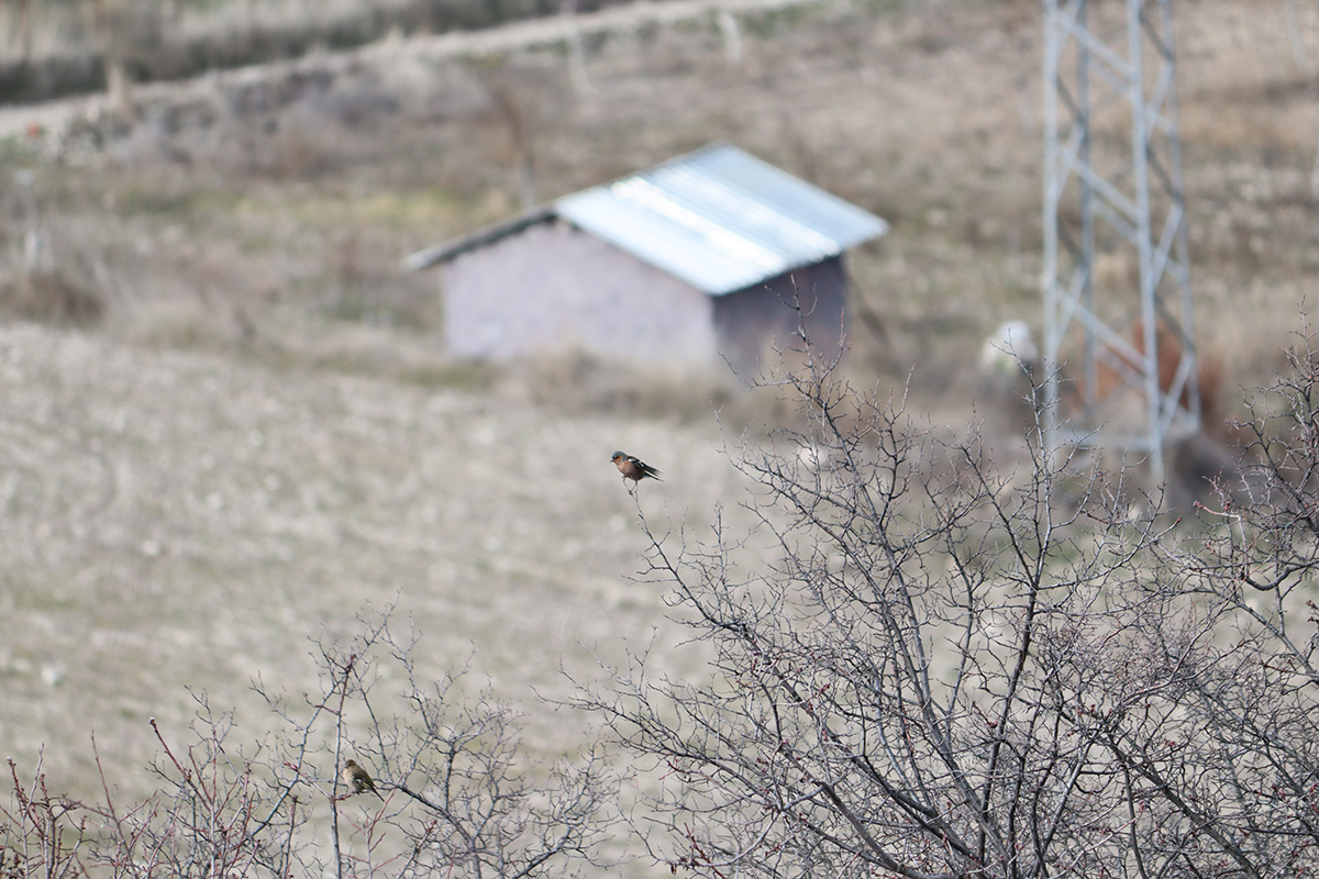 Bird on the Branch